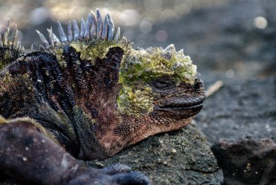 Marine Iguana