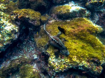 Marine Iguana feeding on algae underwater