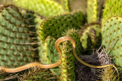 Snake crossing cactus