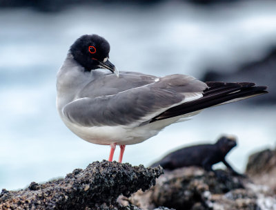 Swallow-tailed Gull