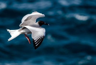 Swallow-tailed Gull