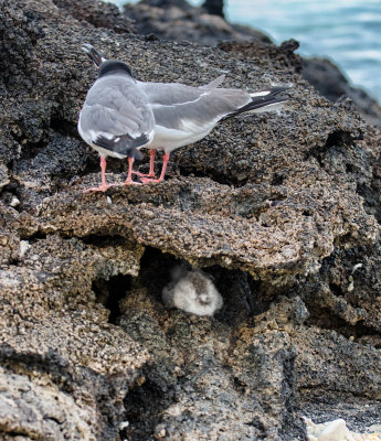 Swallow-tailed Gull & Chick