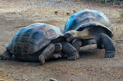 Land tortoise aggression