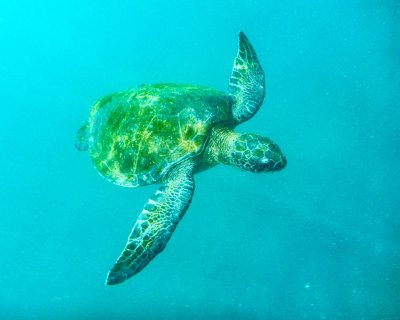 Sea Turtle