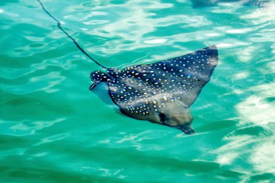 Eagle Ray