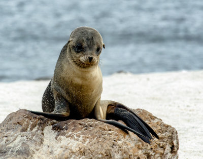 Sea Lion