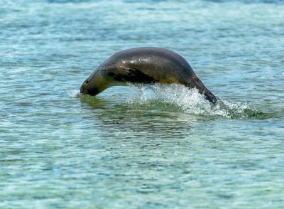 Sea Lion