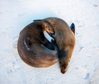 Sea Lions