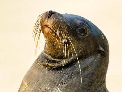 Sea Lion