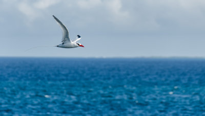 Red-billed tropic bird