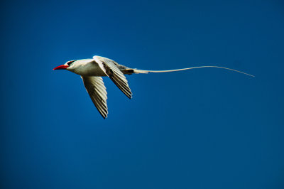 Red-billed tropic bird