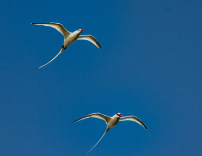 Red-billed tropic bird