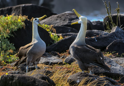 Waved Albatross