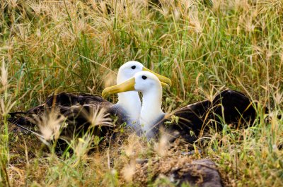 Waved Albatross