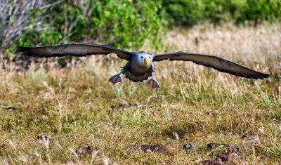 Waved Albatross