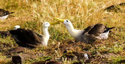 Waved Albatross