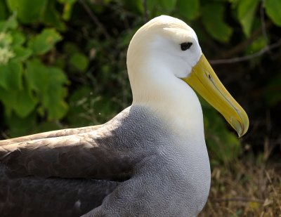 Waved Albatross