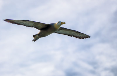 Waved Albatross