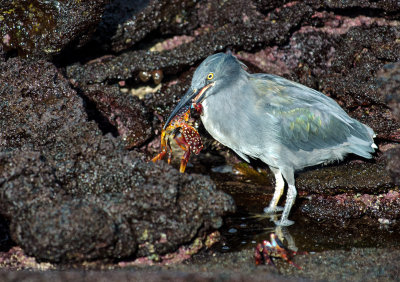 Lava Heron consuming crab