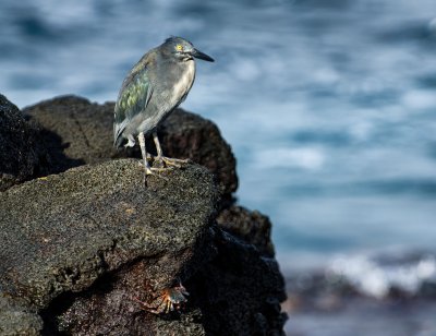 Lava Heron