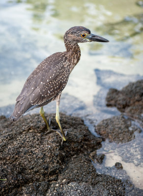 Juvenile Yellow-crowned Night Heron