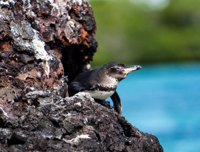 Galapagos Penguin