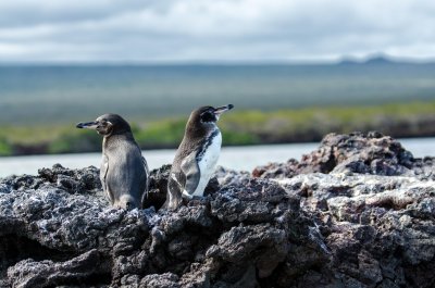 Galapagos Penguin