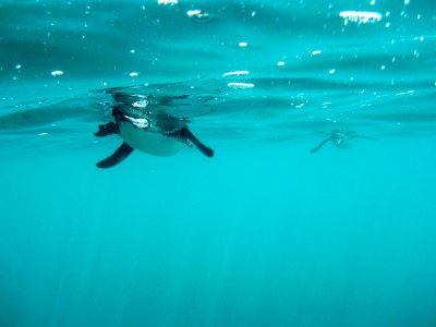 Galapagos Penguin