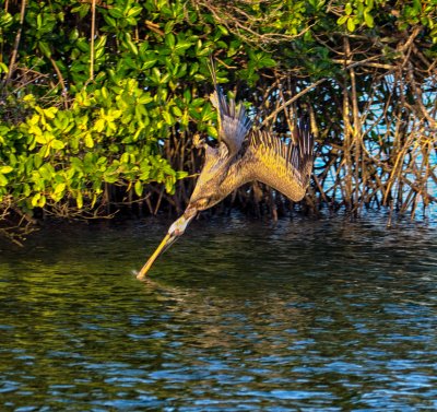 Brown Pelican diving