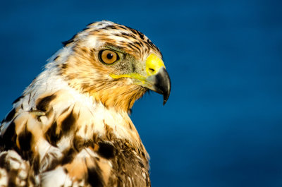 Galapagos Hawk