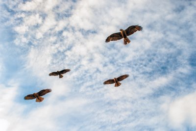 Galapagos Hawk