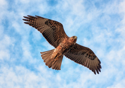 Galapagos Hawk