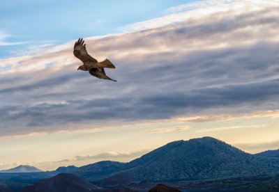 Galapagos Hawk