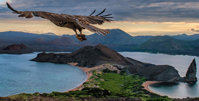 Galapagos Hawk