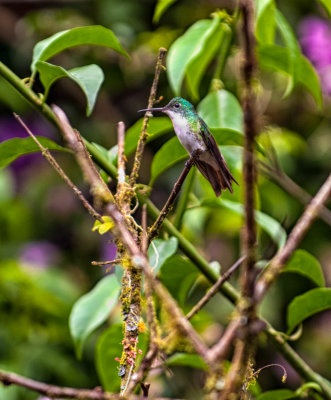 Andean Emerald Hummingbird