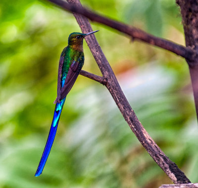 Violet-tailed Sylph Hummingbird