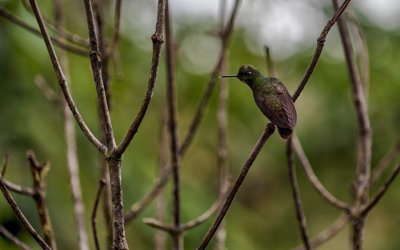 Western Emerald Hummingbird