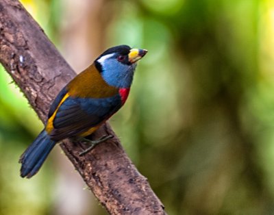 Toucan Barbet