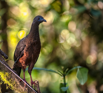 Sickle-winged Guan