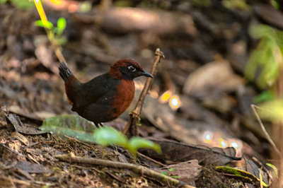 Rufous-Breasted Antthrush