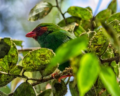 Grass-green Tanager