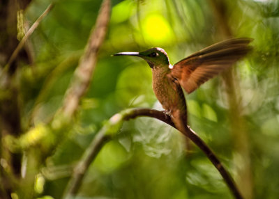 Fawn-breasted Brilliant