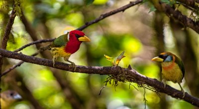 Red-headed Barbet - male and female