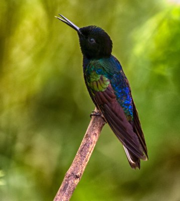 Velvet Purple Coronet