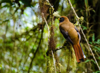 Masked Trogon - male