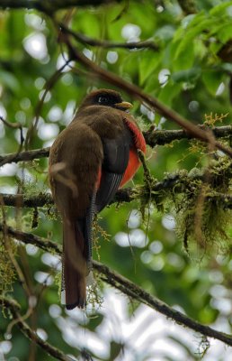 Masked Trogon - female