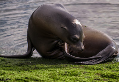 Sea Lion