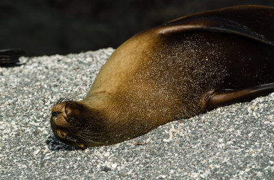 Sea Lion