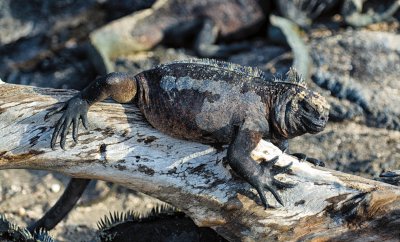 Marine Iguanas