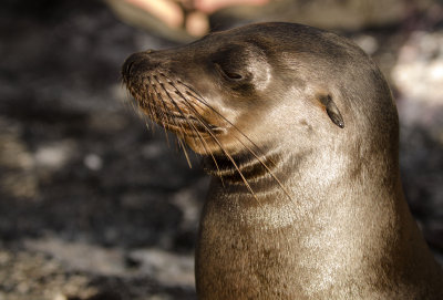 Sea Lion